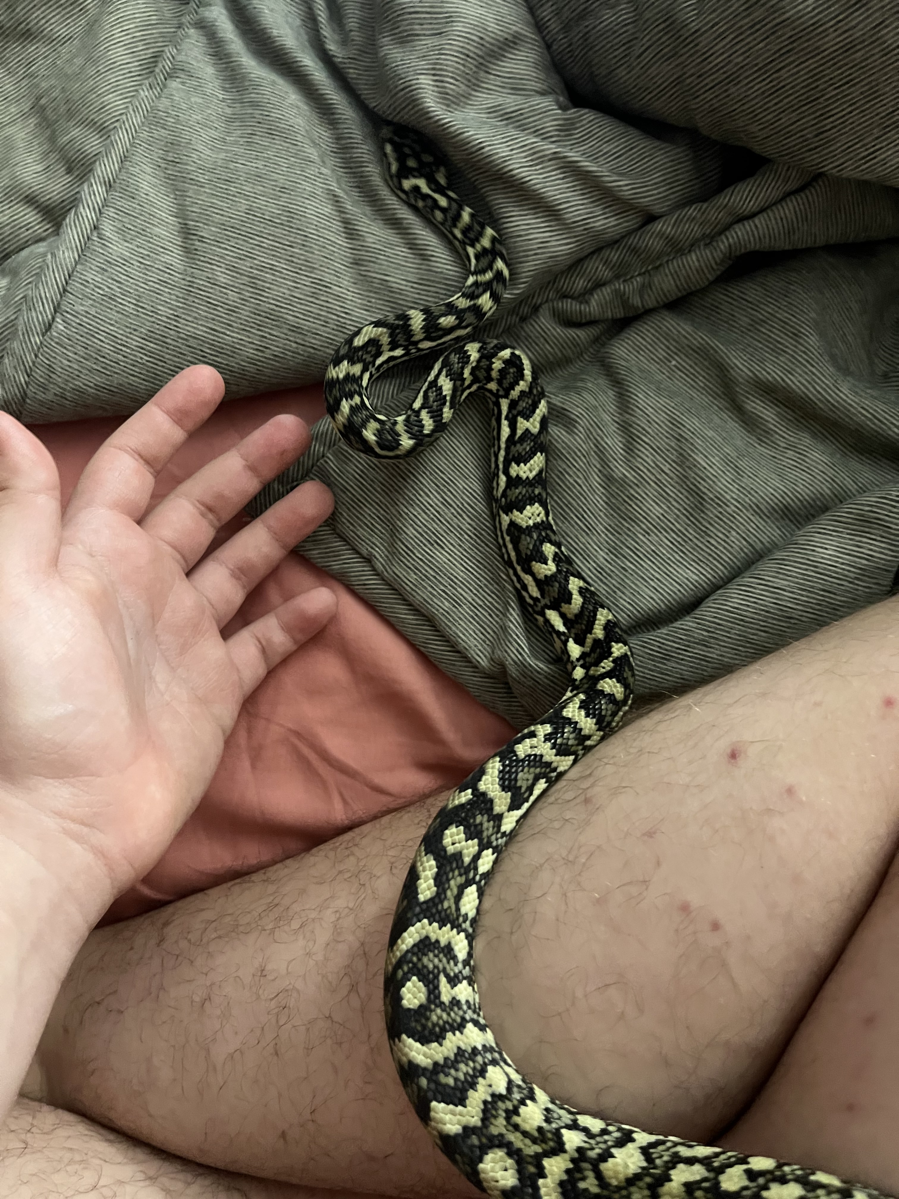 Carpet python ID? - Carpet Pythons - MorphMarket Reptile Community