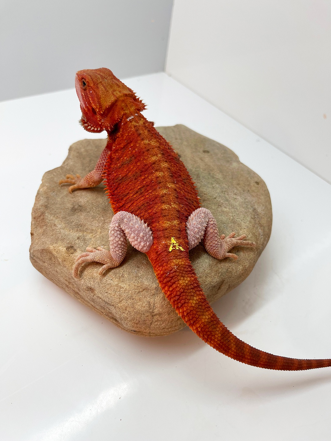 Red Hypo Trans Dragon Central Bearded Dragon by House Of Dragons