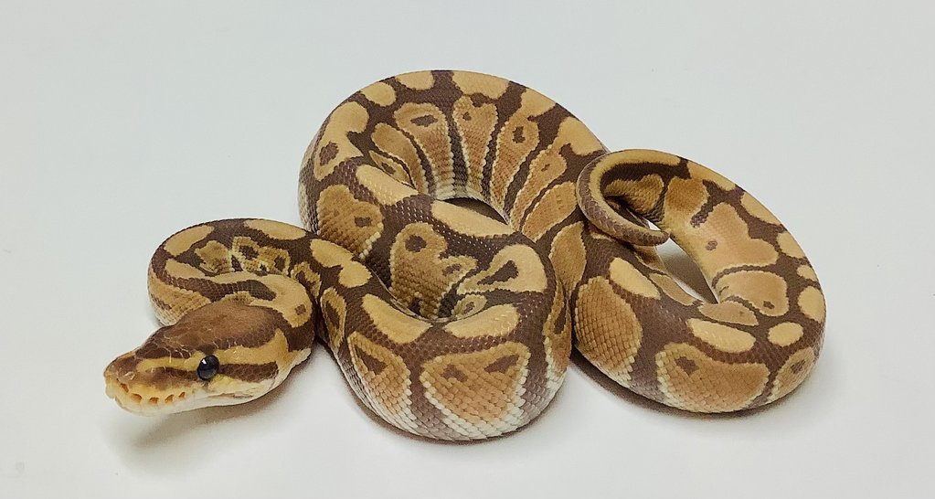 Ultramel Ball Python by BHB Reptiles
