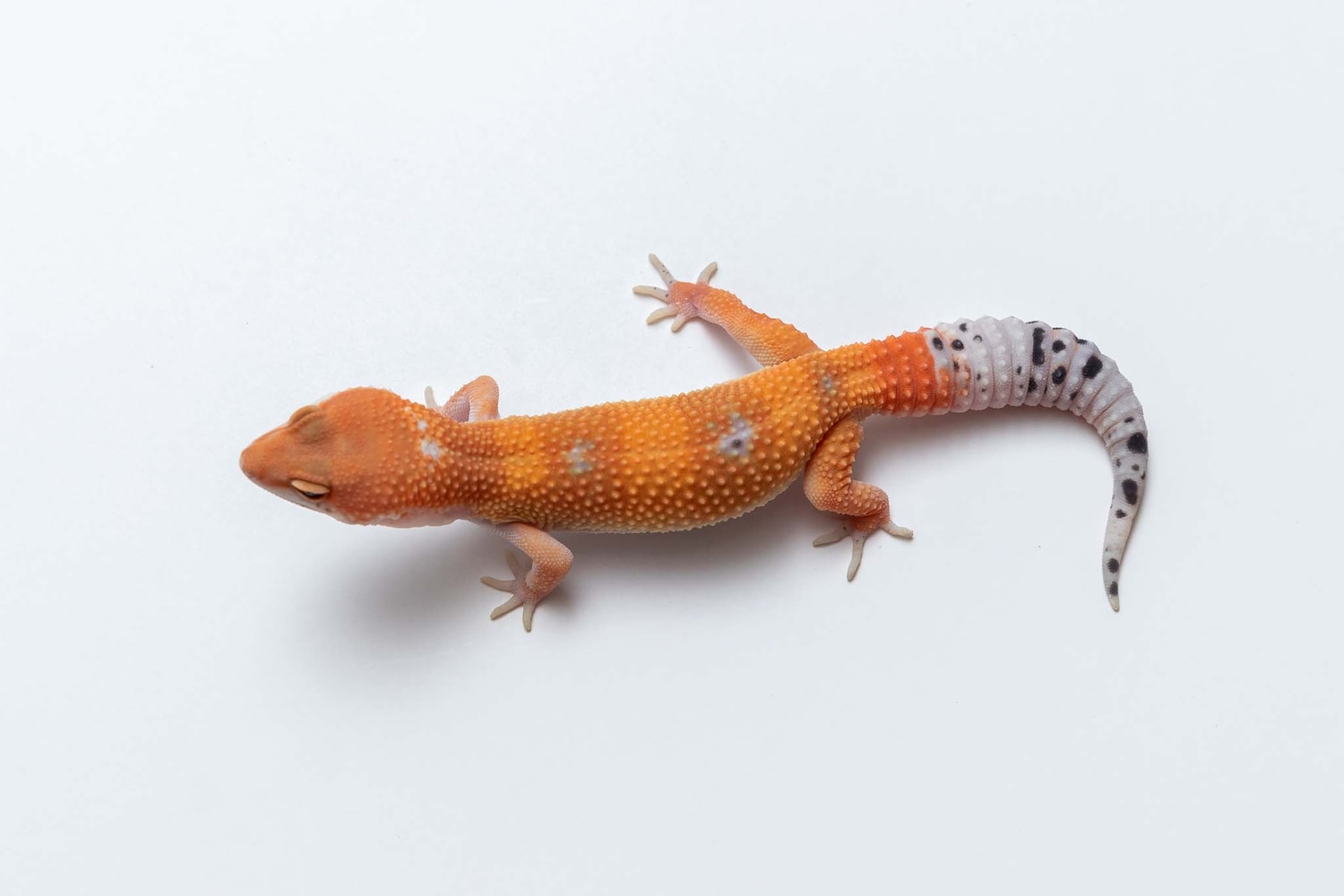 Purple Head Tangerine Leopard Gecko by Suburban Geckos