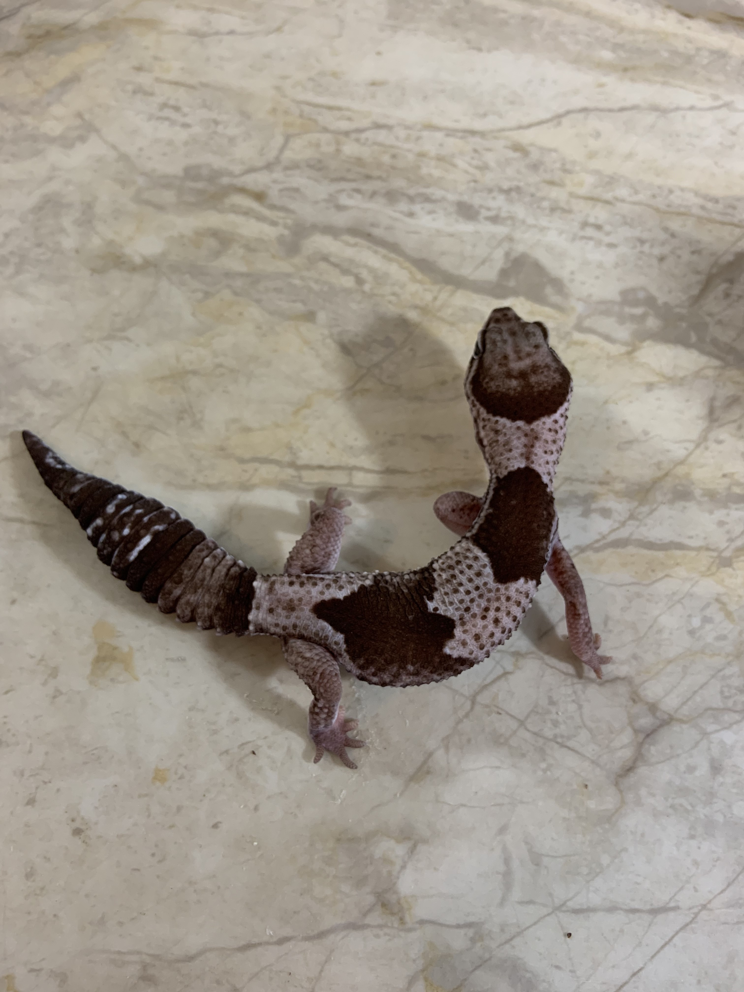 Oreo African Fat-Tailed Gecko by Diamond State Geckos