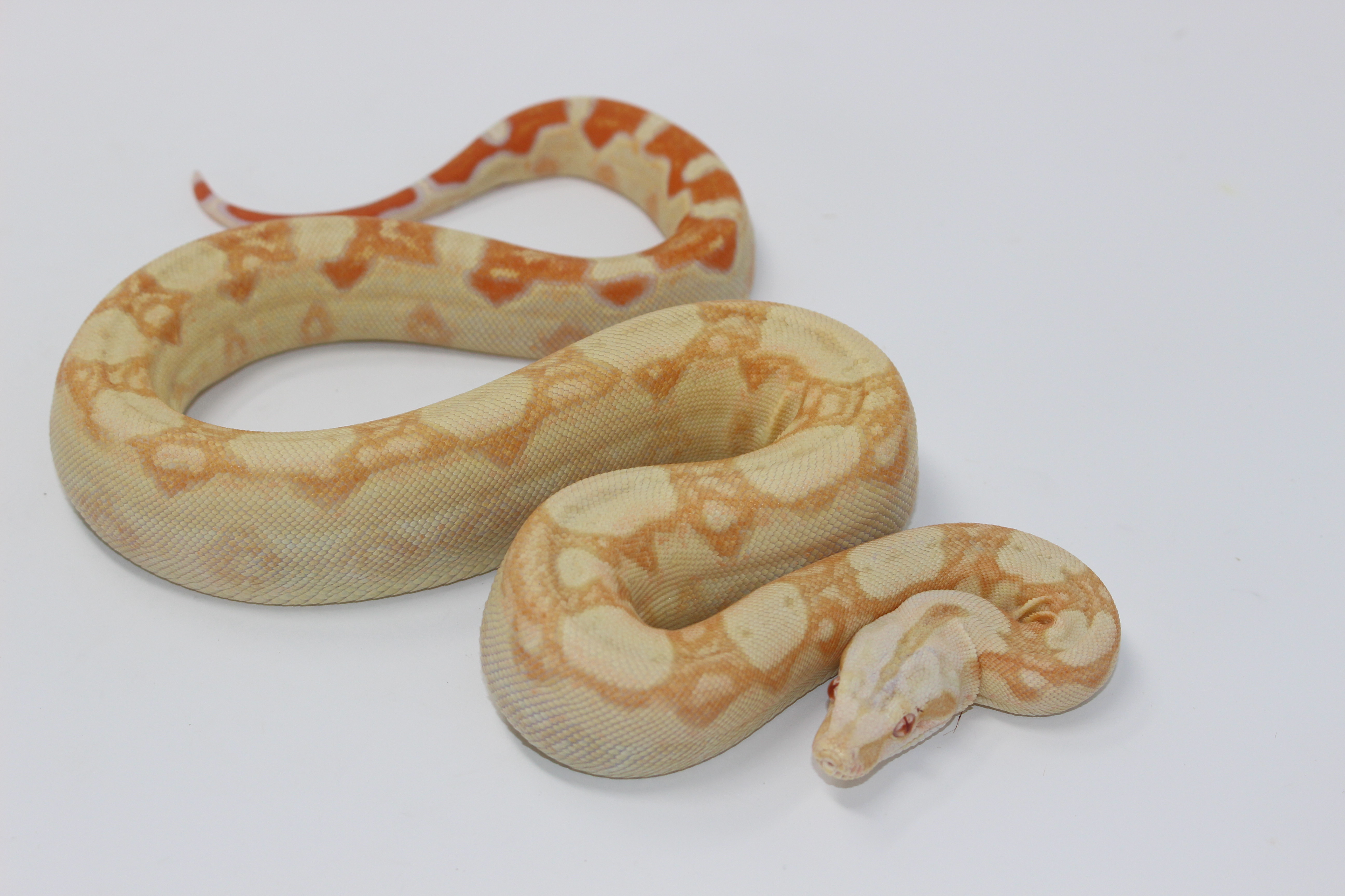 Kahl Albino Boa Constrictor by Imperial Reptiles & Exotics, LLC