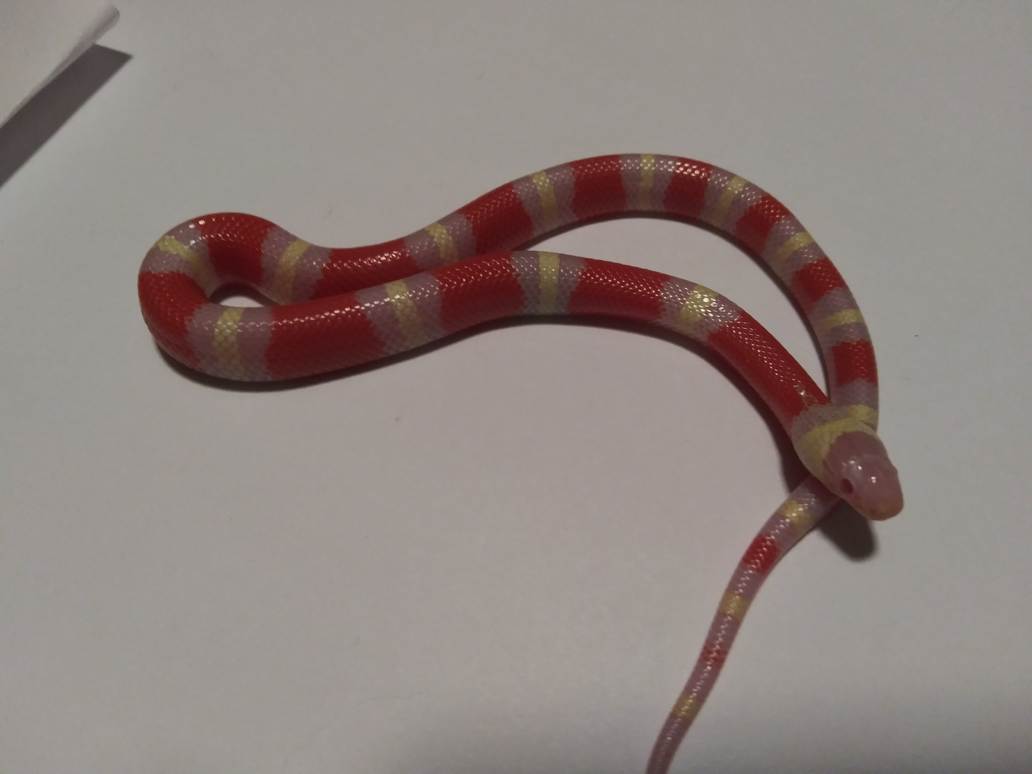 Albino Nelson's Milk Snake by T&T Reptiles