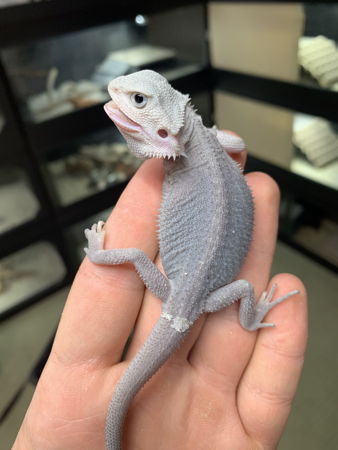 Dunner Hypo Trans Wero Central Bearded Dragon by Blazed Bearded Dragons