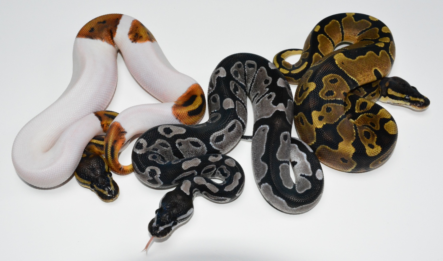 MJ Line Axanthic next to a Piebald and Normal Ball Pythons by Mutation Creation