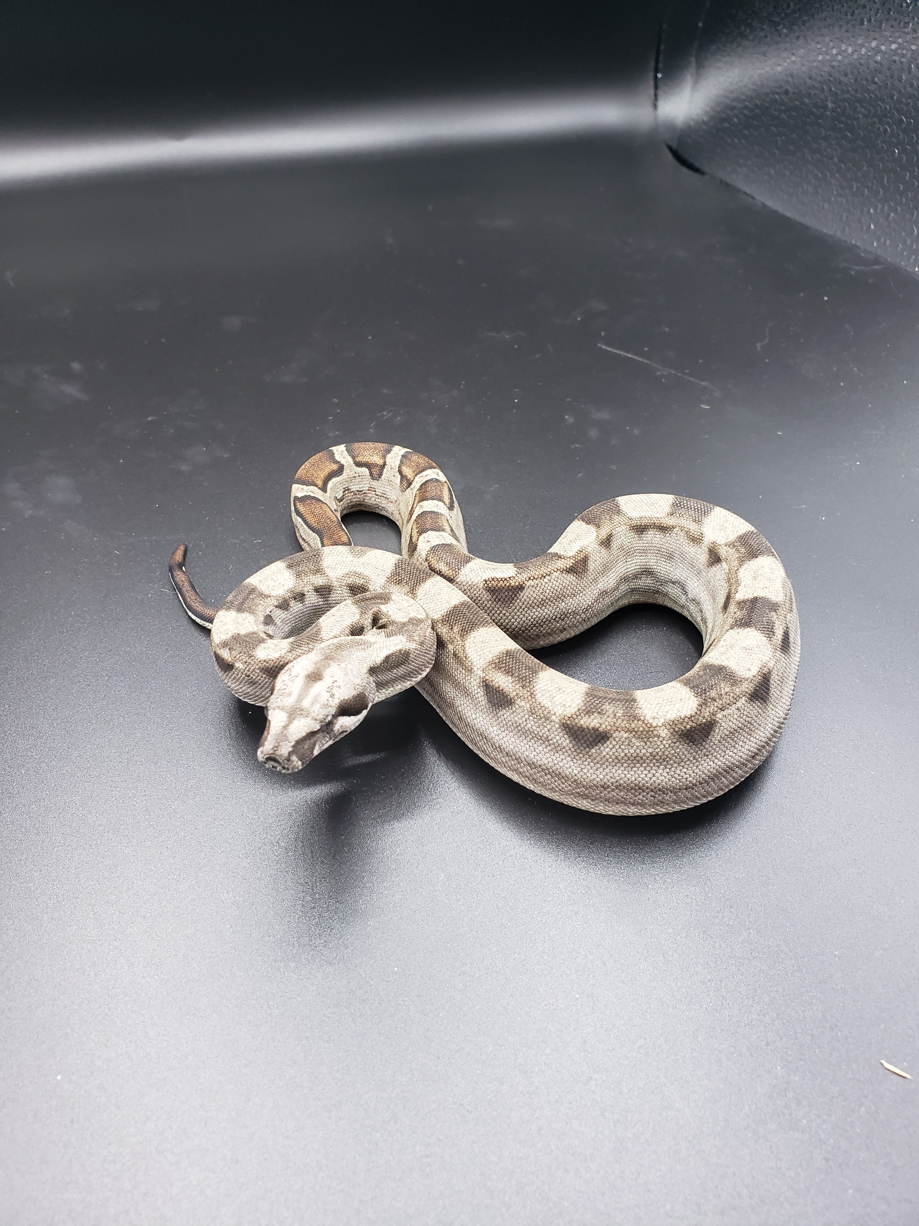 Motley Boa Constrictor by Hobo's Snakes