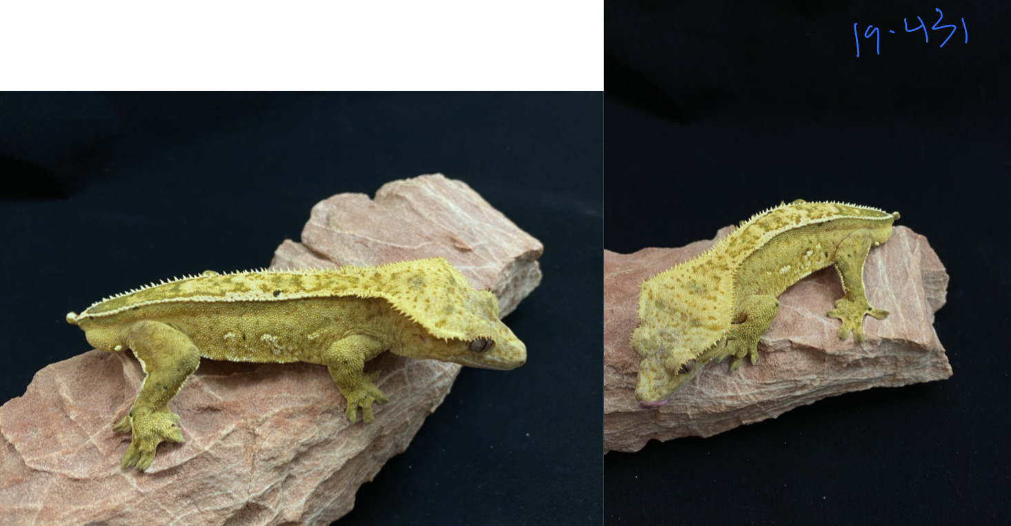 Yellow Crested Gecko by Macs Rhacs