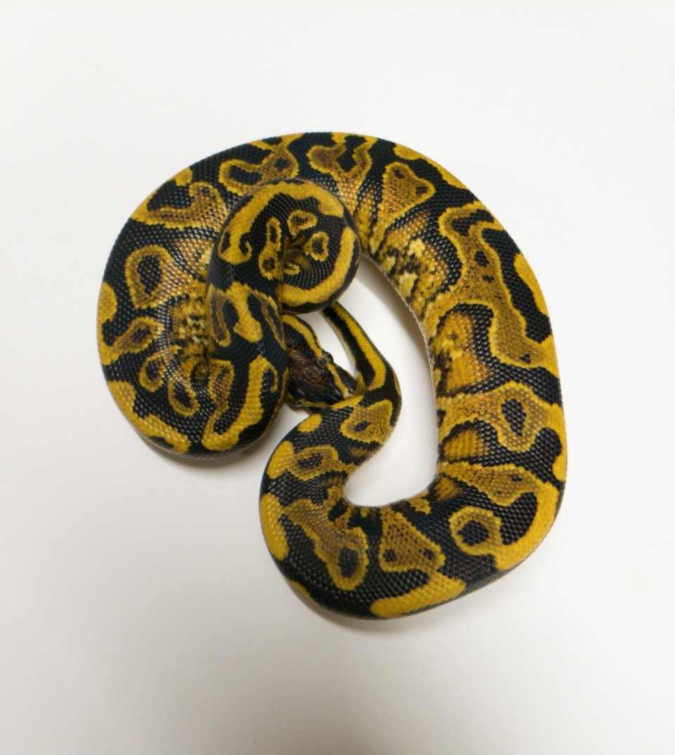 Phenomenon Ball Python by Alamo City Reptiles