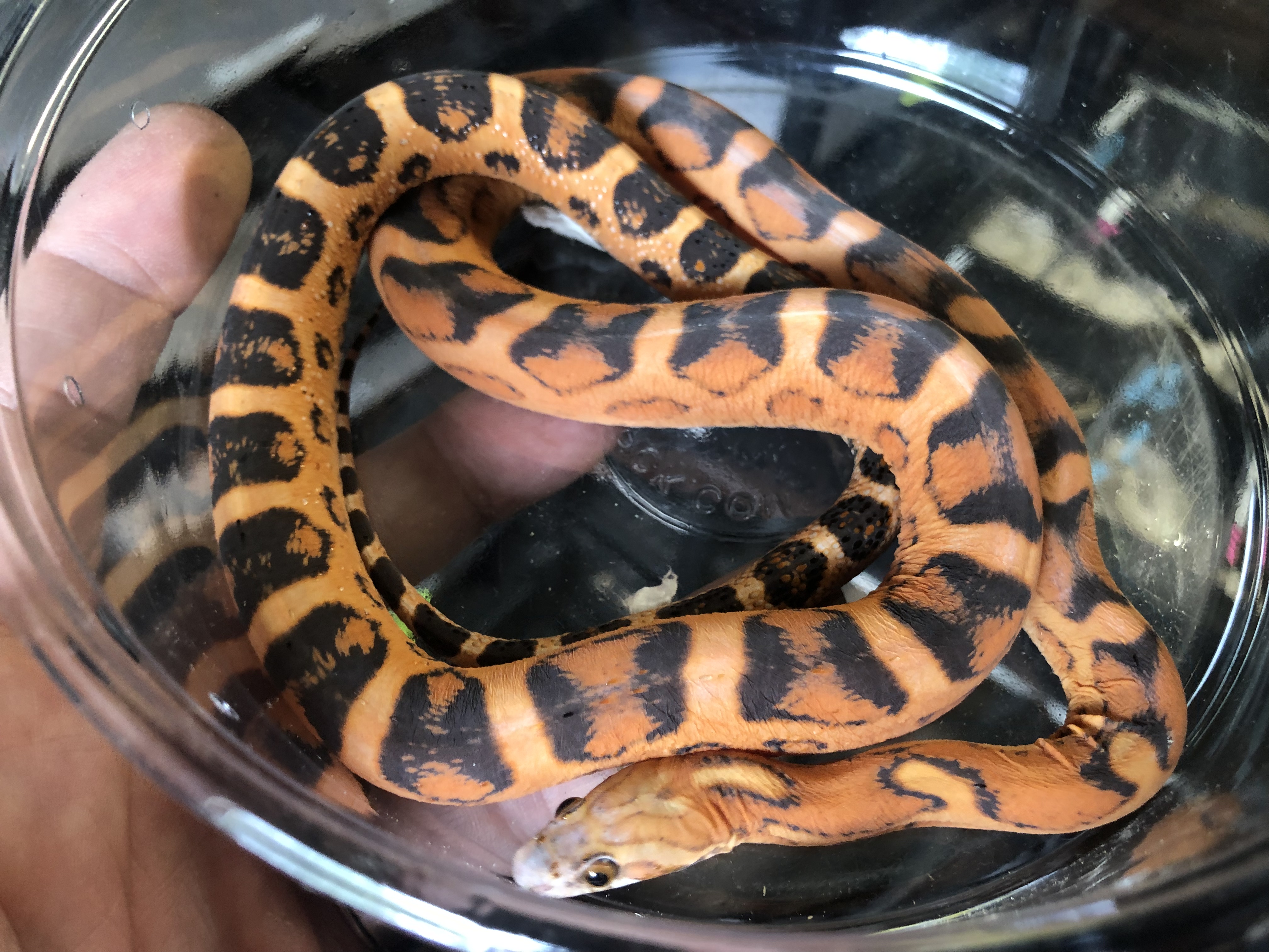 Scaleless Corn Snake by Safari Pets