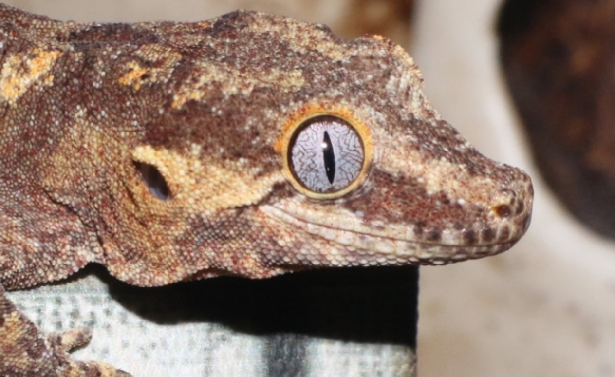 "Edestin" Banded Reticulated Gargoyle Gecko by Gargoyle Queen Reptiles