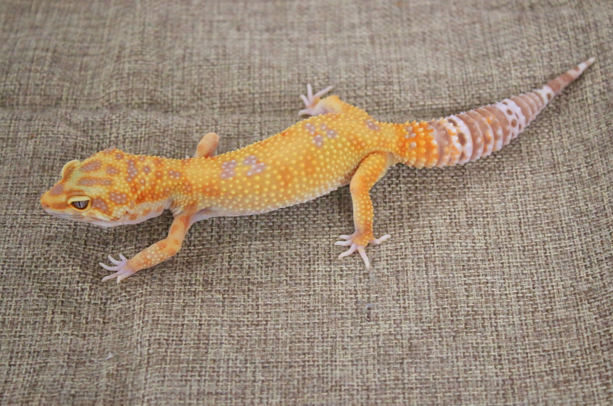 Nieves Tangerine Tremper Ph Eclipse — Subadult Female Leopard Gecko by Oklana Zoological