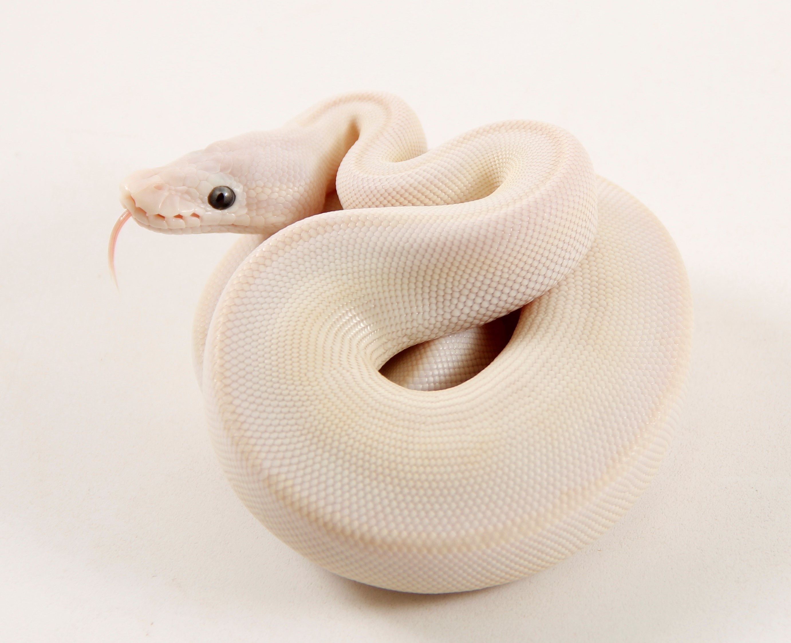 Latte Ball Python by The Gourmet Rodent
