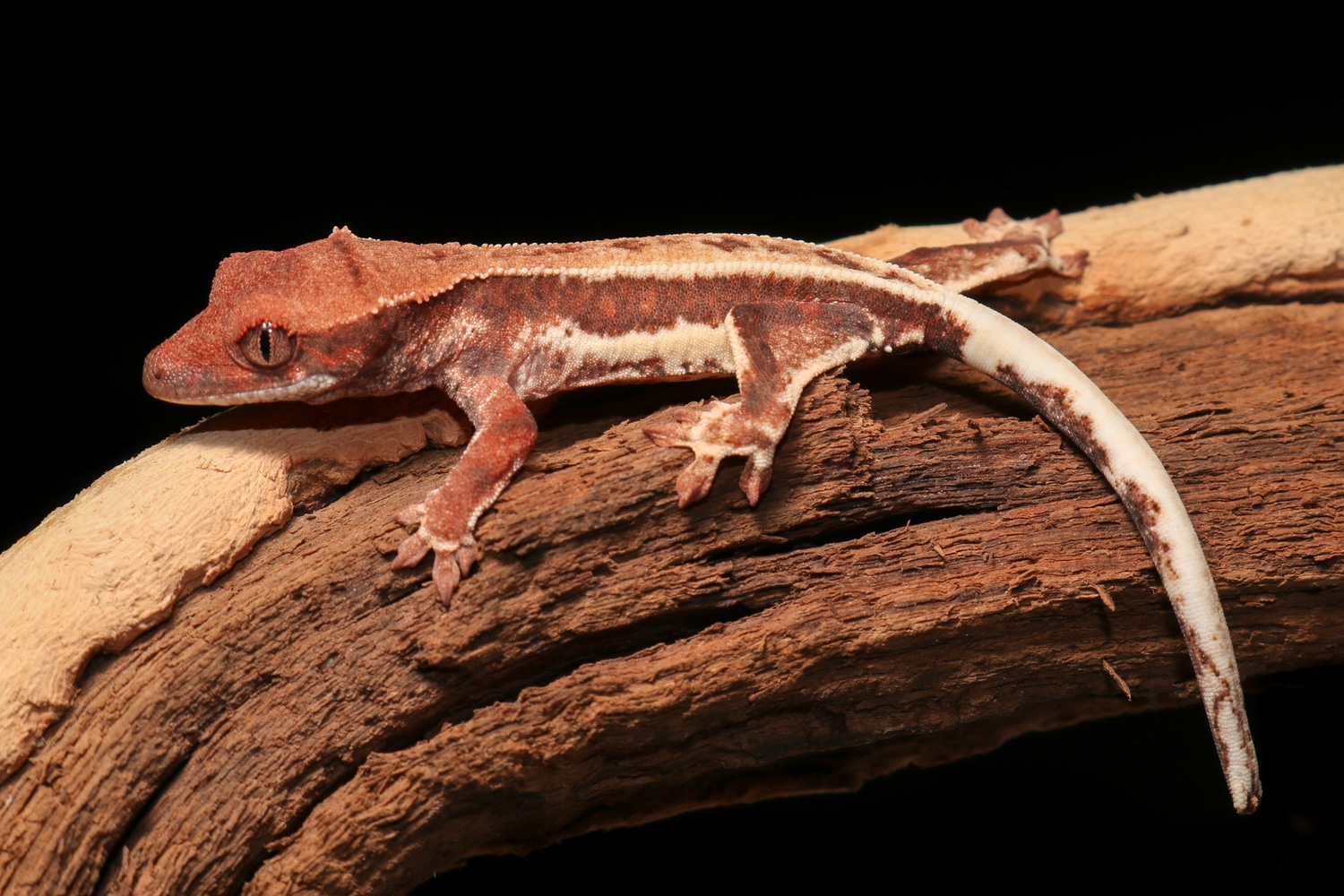 Frappuccino From Firetruck Red Female Crested Gecko by Specialty Herps