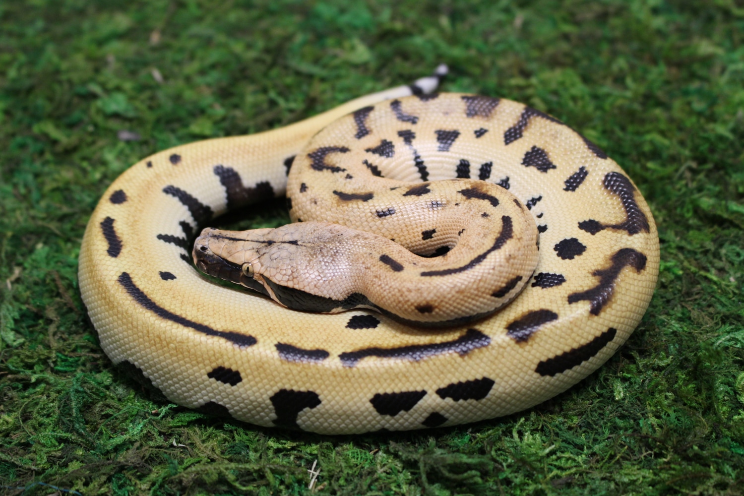 Stripe Goldeneye 50% DH T+/T- Albino! Blood Python by Juggernaut Reptiles