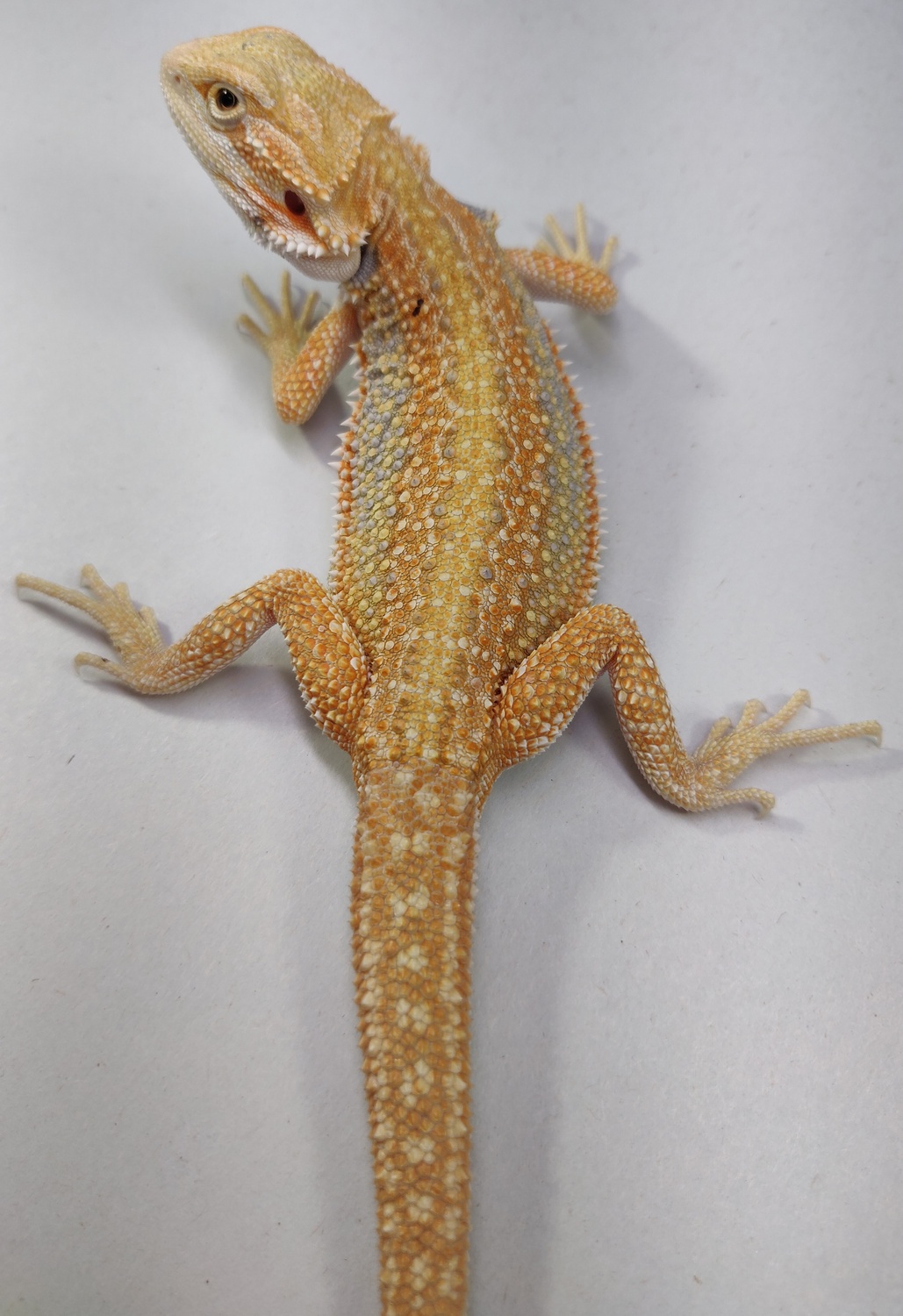 Hypo Dunner 100% Het Wits/RecL (Phantom Leather)/trans Central Bearded Dragon by Phantom Dragons, Inc.