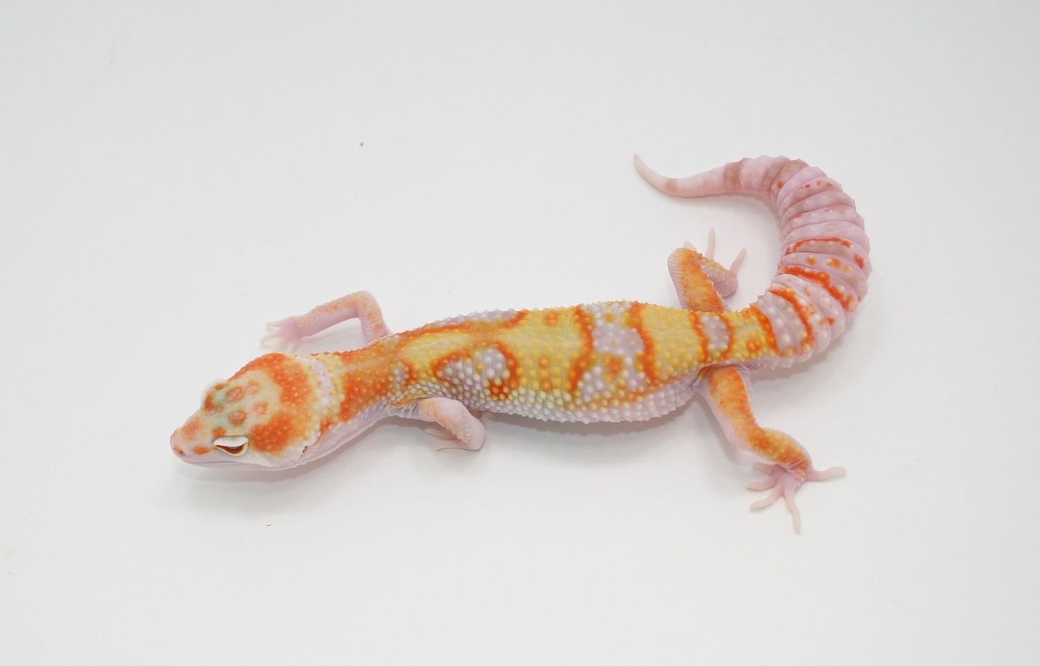 Female W/Y MS Rainwater Het Eclipse Leopard Gecko by Highwoods Exotics