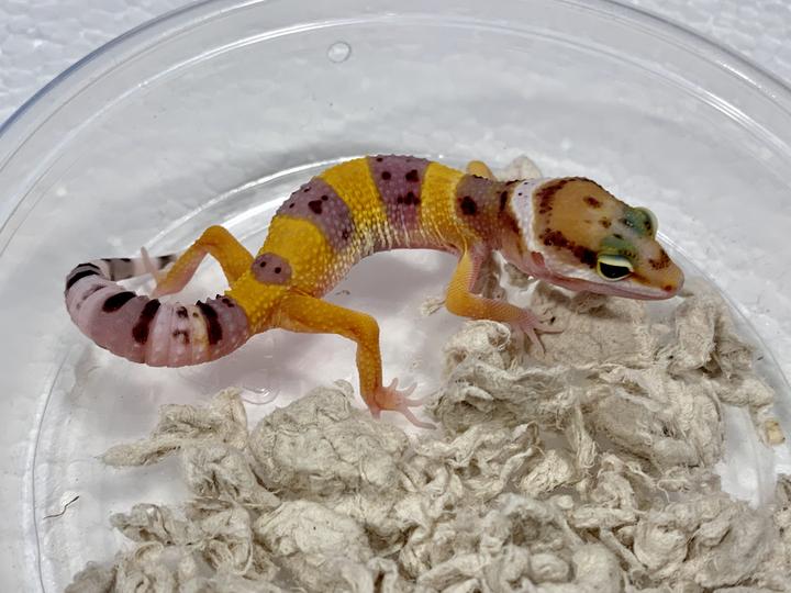 Normal Leopard Gecko by Imperial Reptiles & Exotics, LLC