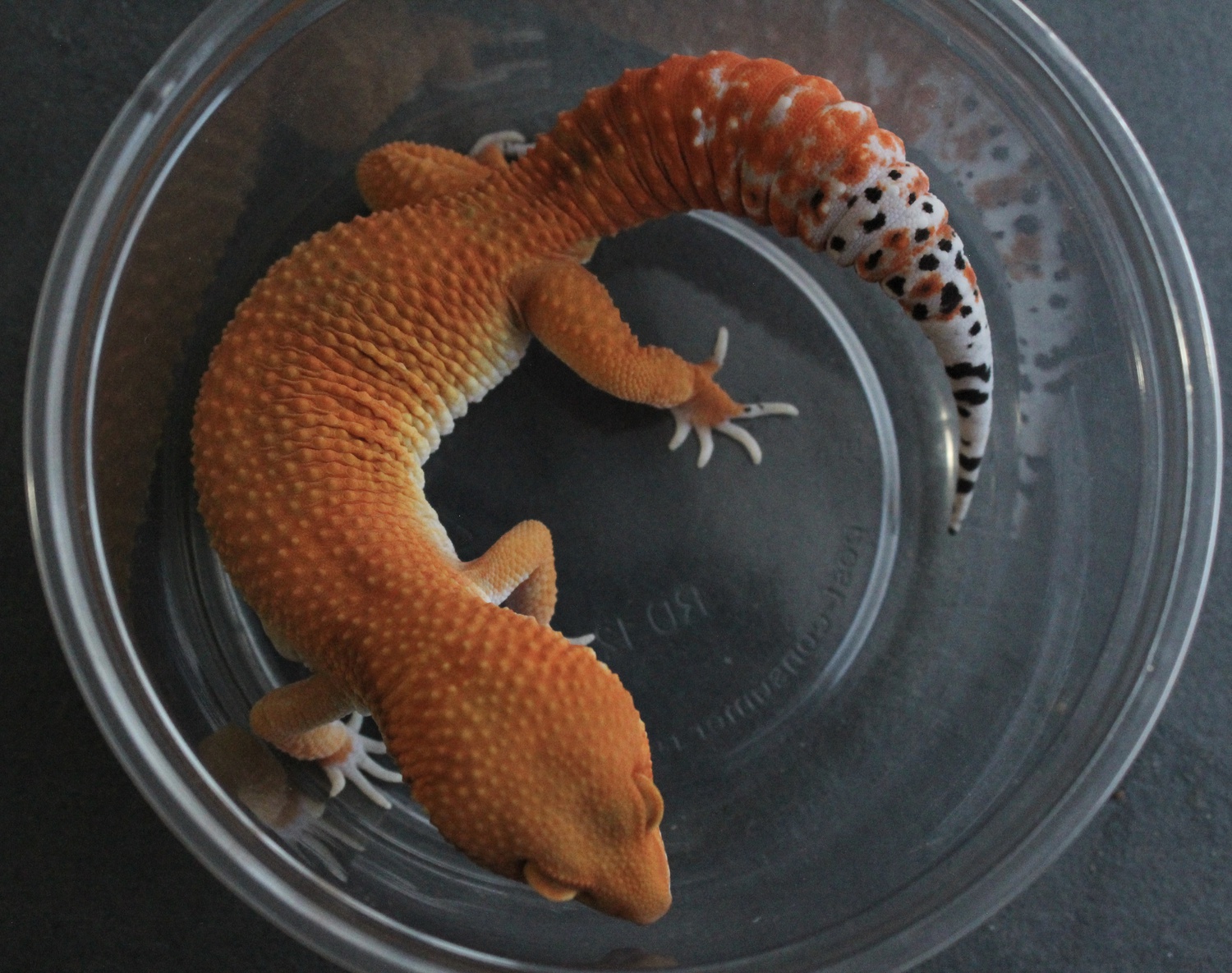 Blood Leopard Gecko by Fireballgecko