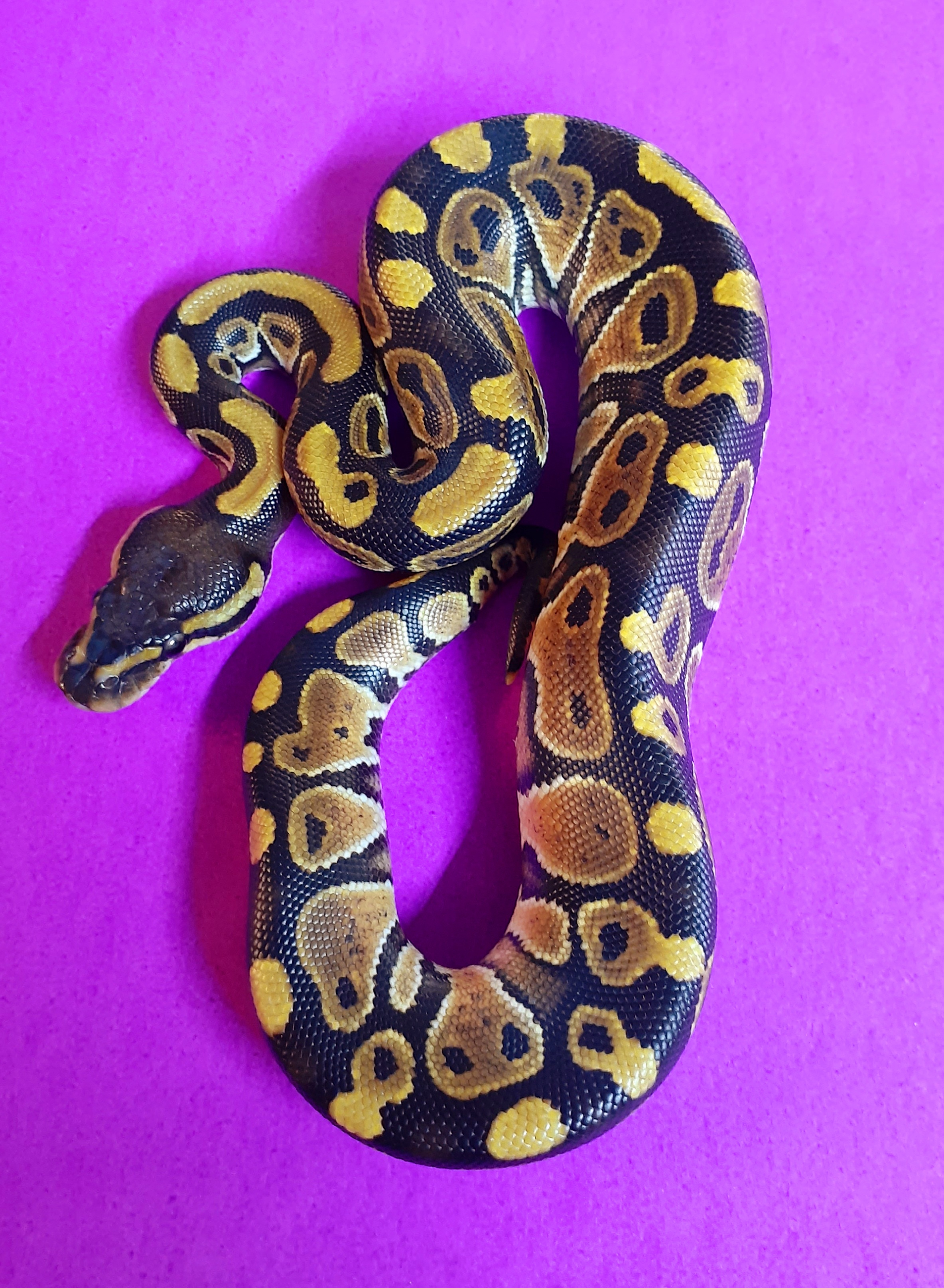 Russo Ball Python by M.D. Exotics