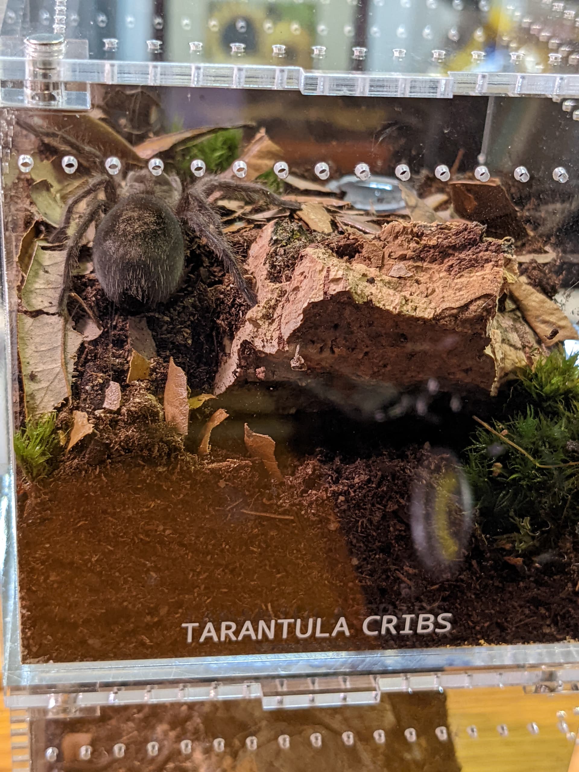 Tarantula Cribs, Tarantula Enclosures, Tarantula Cage, Terrariums,  Invertebrates