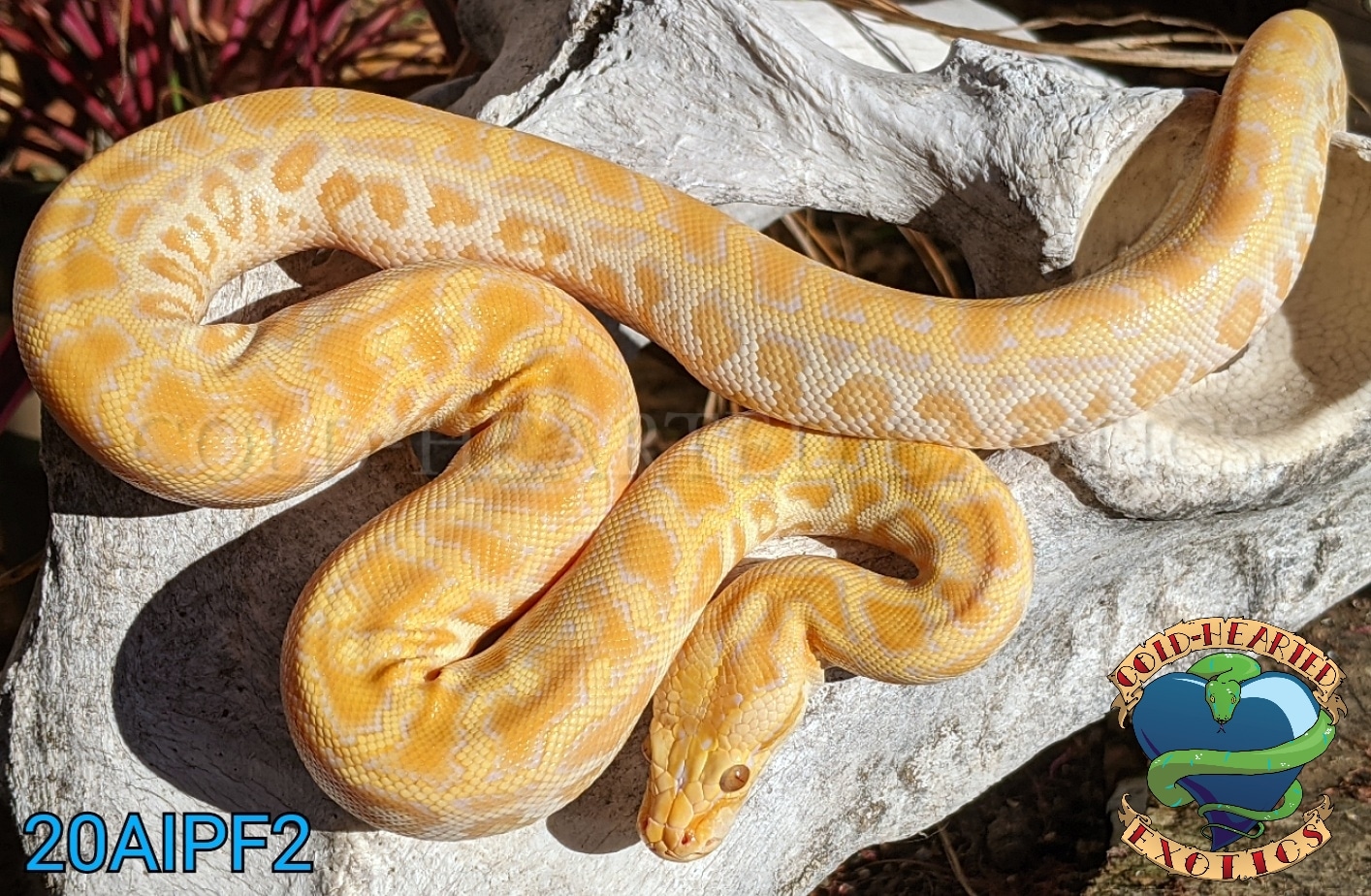 Enigma Line Pearl PH Green Burmese Python by Cold-Hearted Exotics