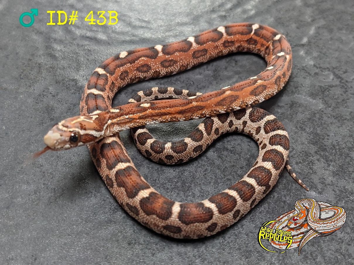 Micro-scaleless Corn Snake by Wyre Forest Reptiles UK