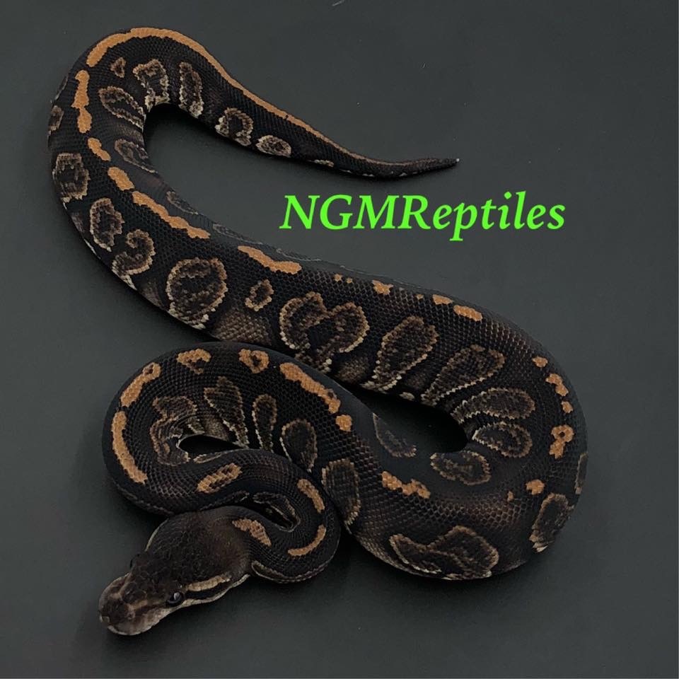 Ghi Satin Ball Python by NGM Reptiles