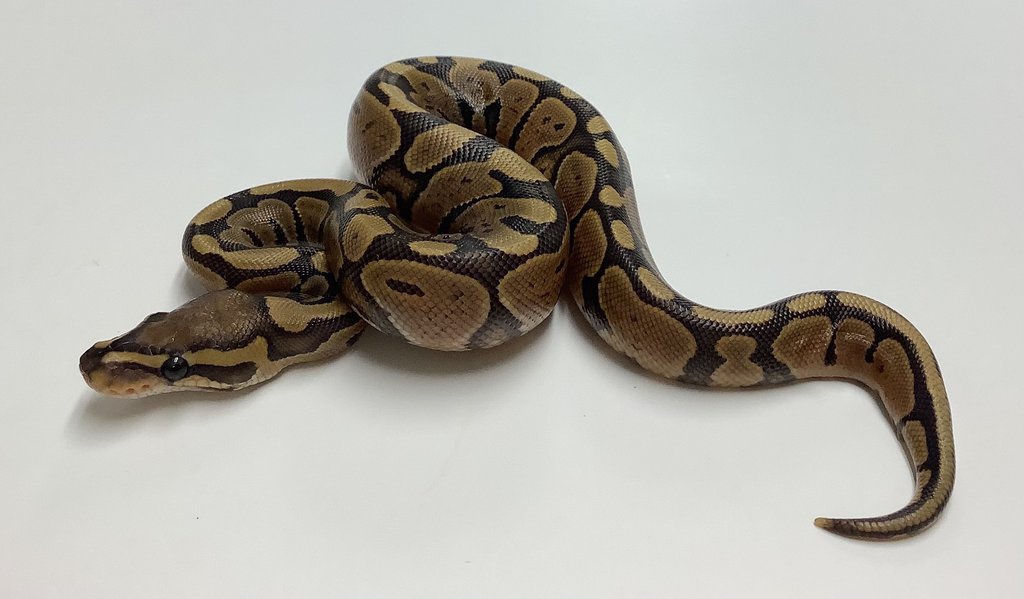 Ghost Ball Python by BHB Reptiles