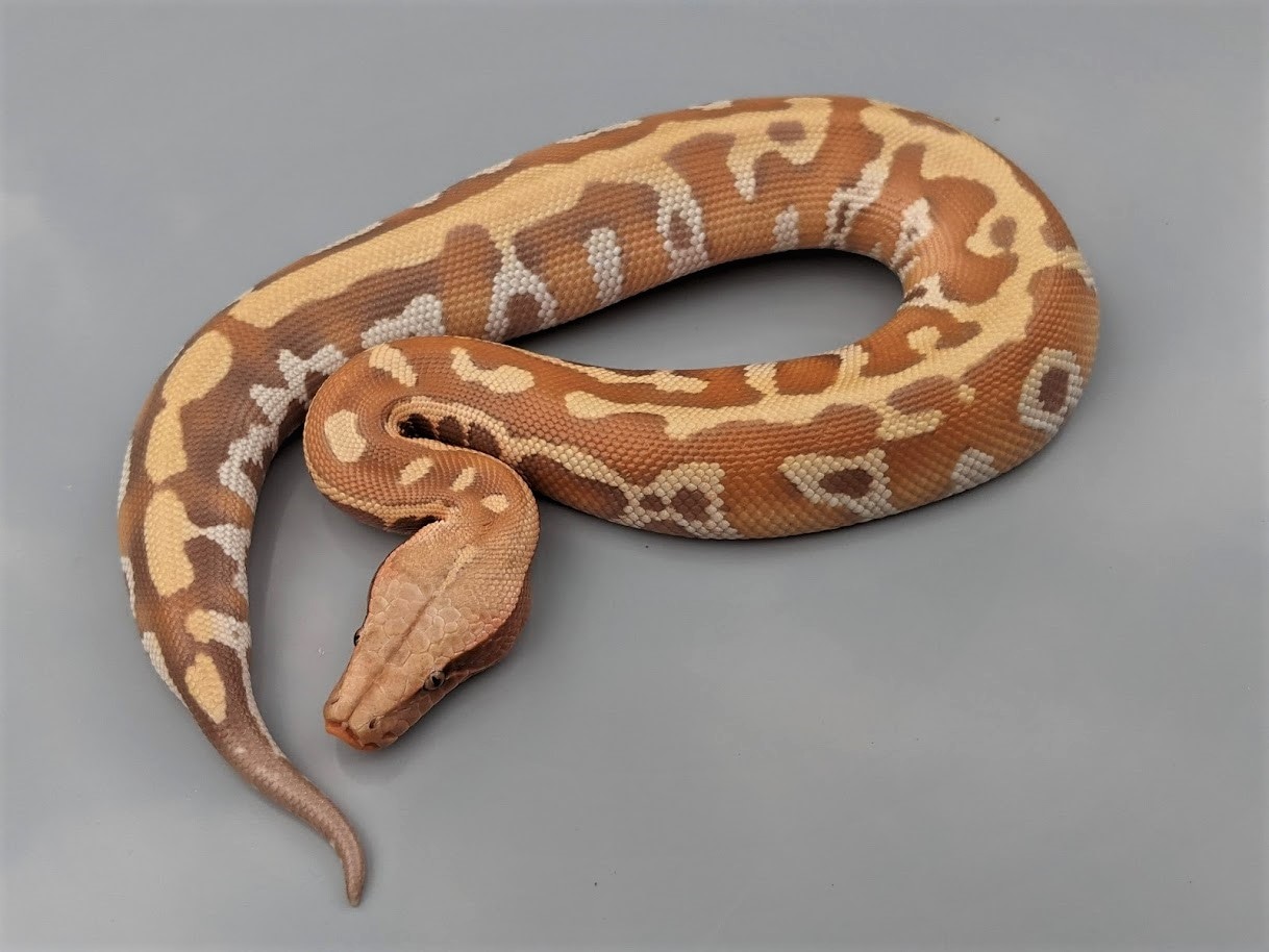 T+ Albino Pollen Blood Python by Cold-Blooded Earth