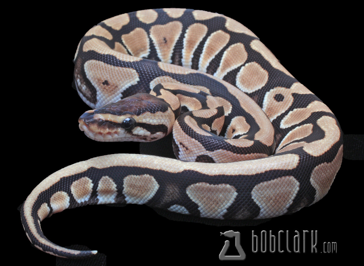 Desert Ball Python by Bob Clark Reptiles