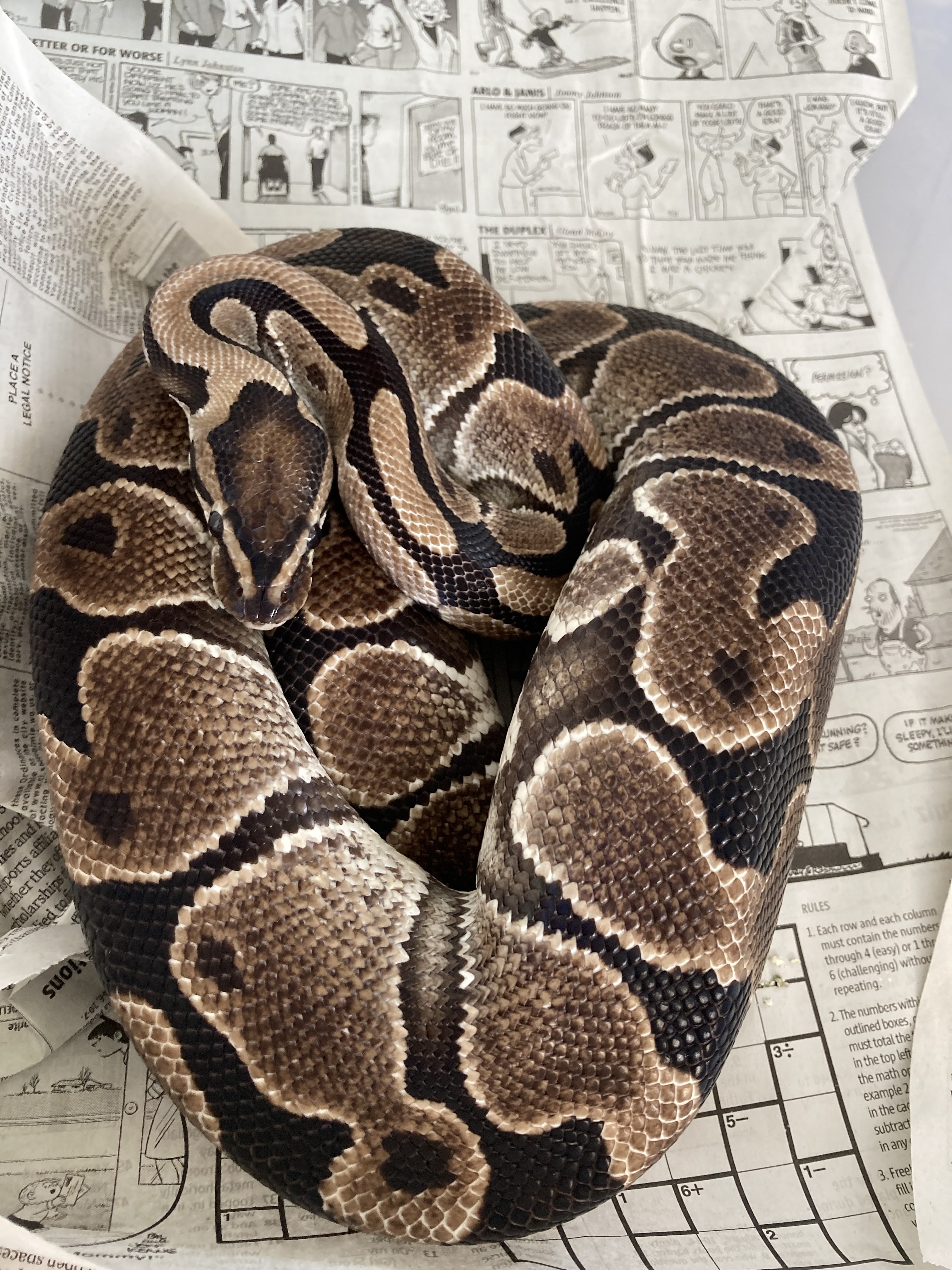 Proven Joliff Axanthic Female Ball Python by ASM Royal Tails