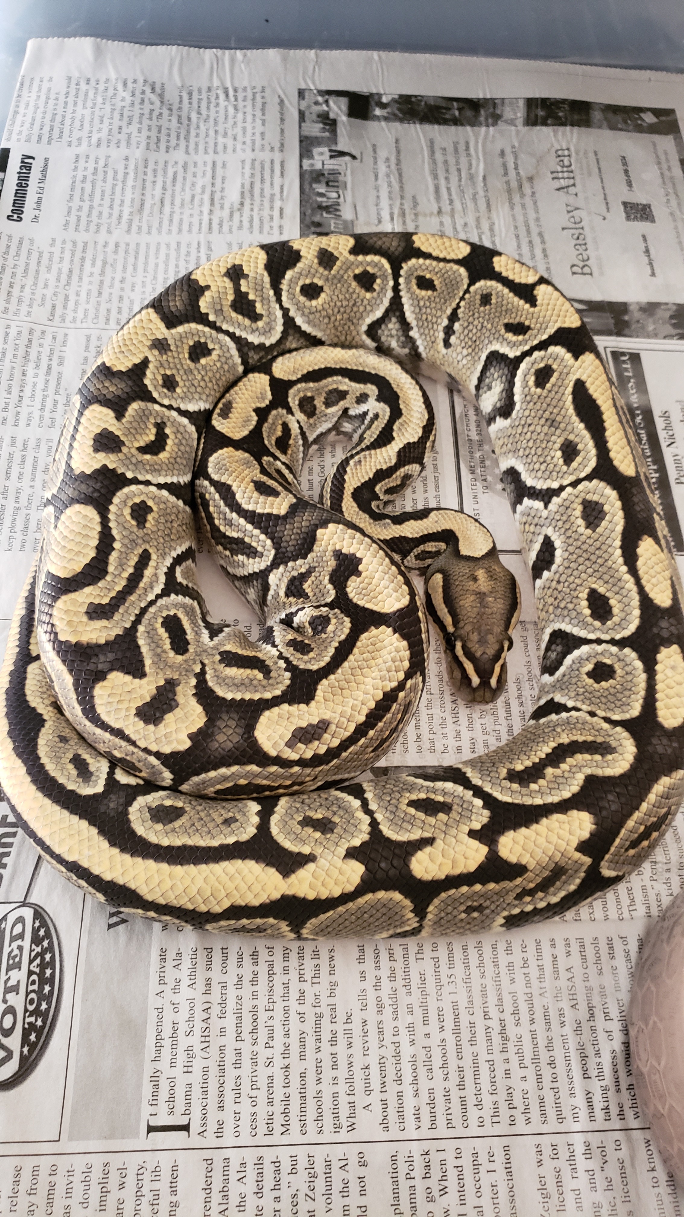 Proven Orange Ghost Female Ball Python by Smith Family Reptiles