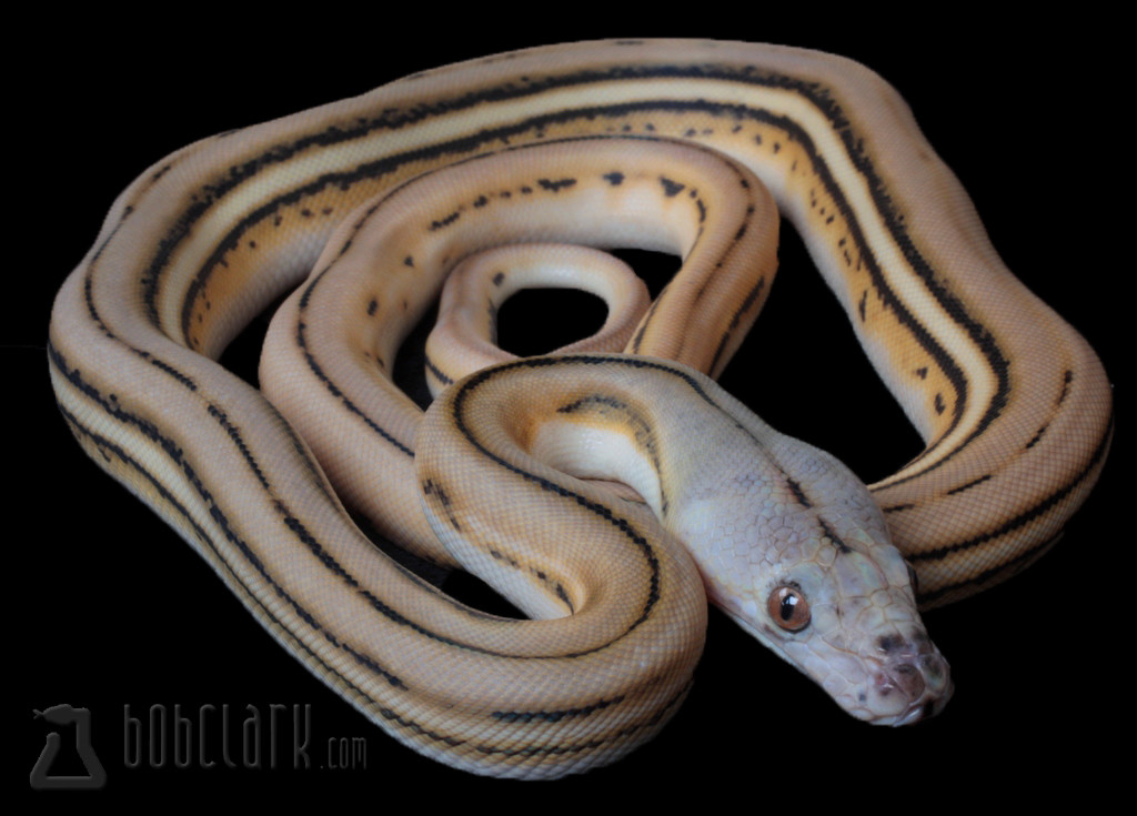 Super Tiger Reticulated Python by Bob Clark Reptiles