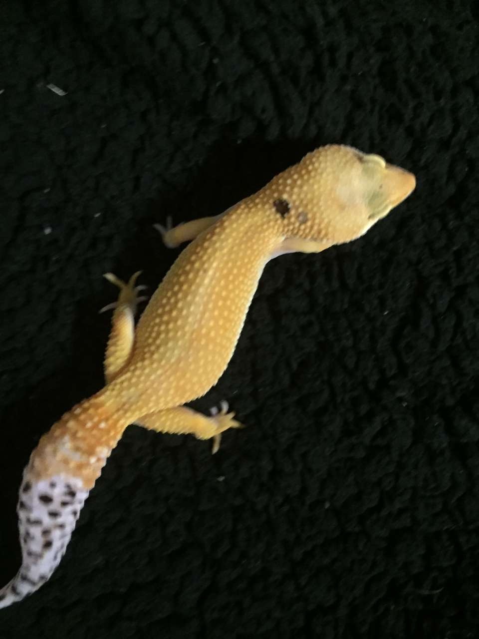 Super Hypo Tangerine Carrot Tail Baldy Paradox Leopard Gecko by A Marigold Gecko