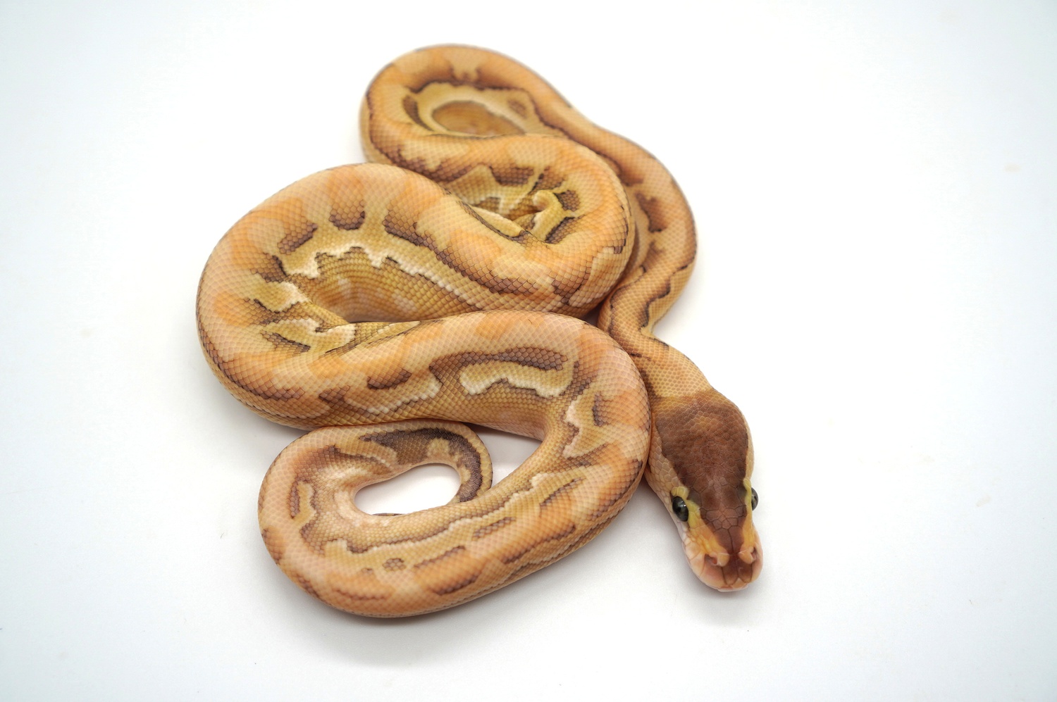 Orange Dream Pastel Lesser Puzzle (Pos Het Red Axanthic) Ball Python by Ozzy Boids LLC