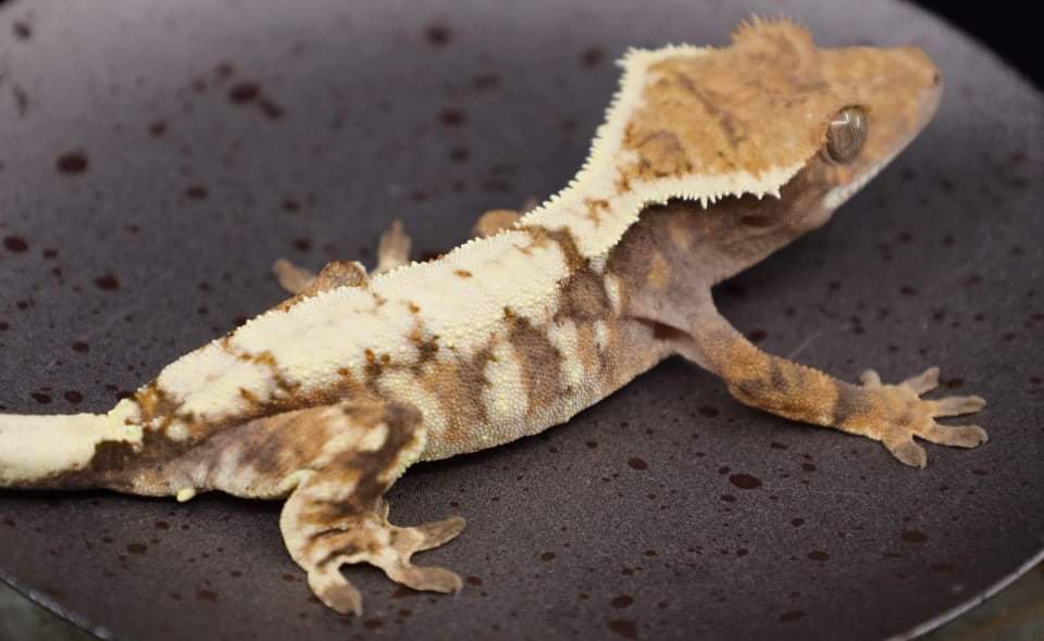 Sable by Lil Monster Reptiles