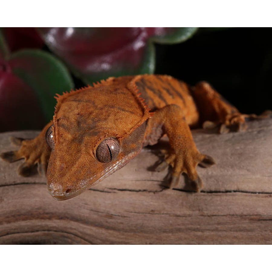 Juvenile Male Halloween Crested Gecko by Pangea Reptile