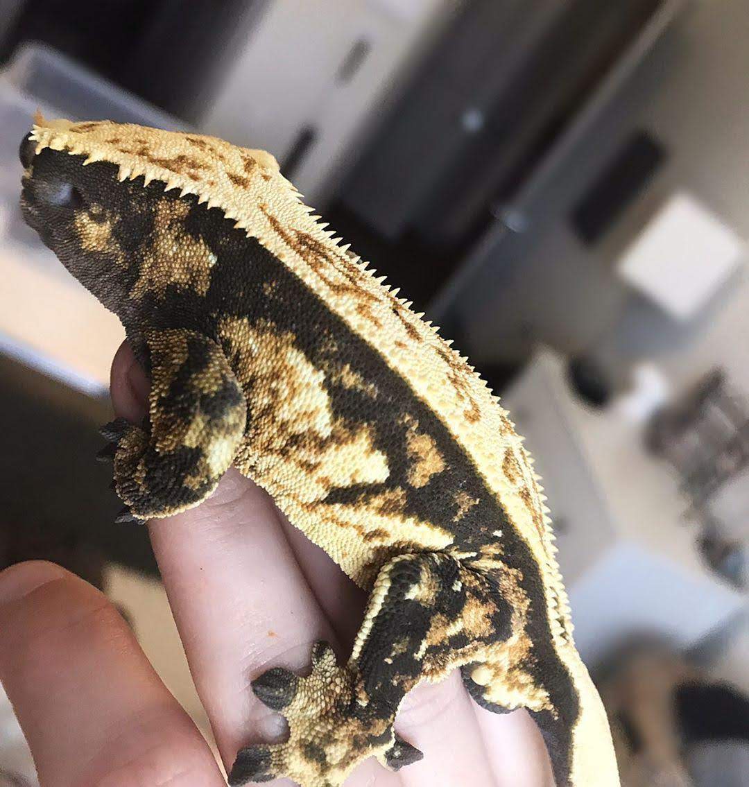 Tricolor Crested Gecko by DeathStar Gecko's