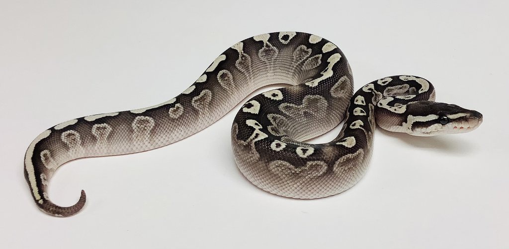 GHI Lesser Ball Python by BHB Reptiles