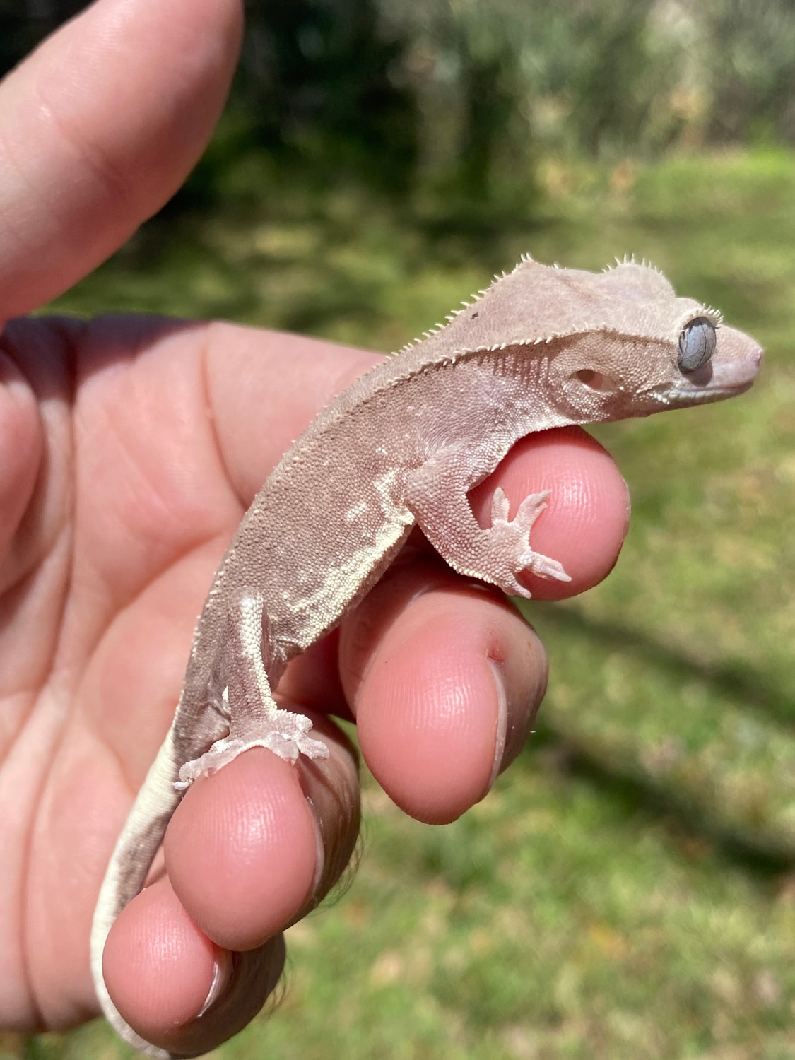 Axanthic Lilly White Crested Gecko by GBG Exotics