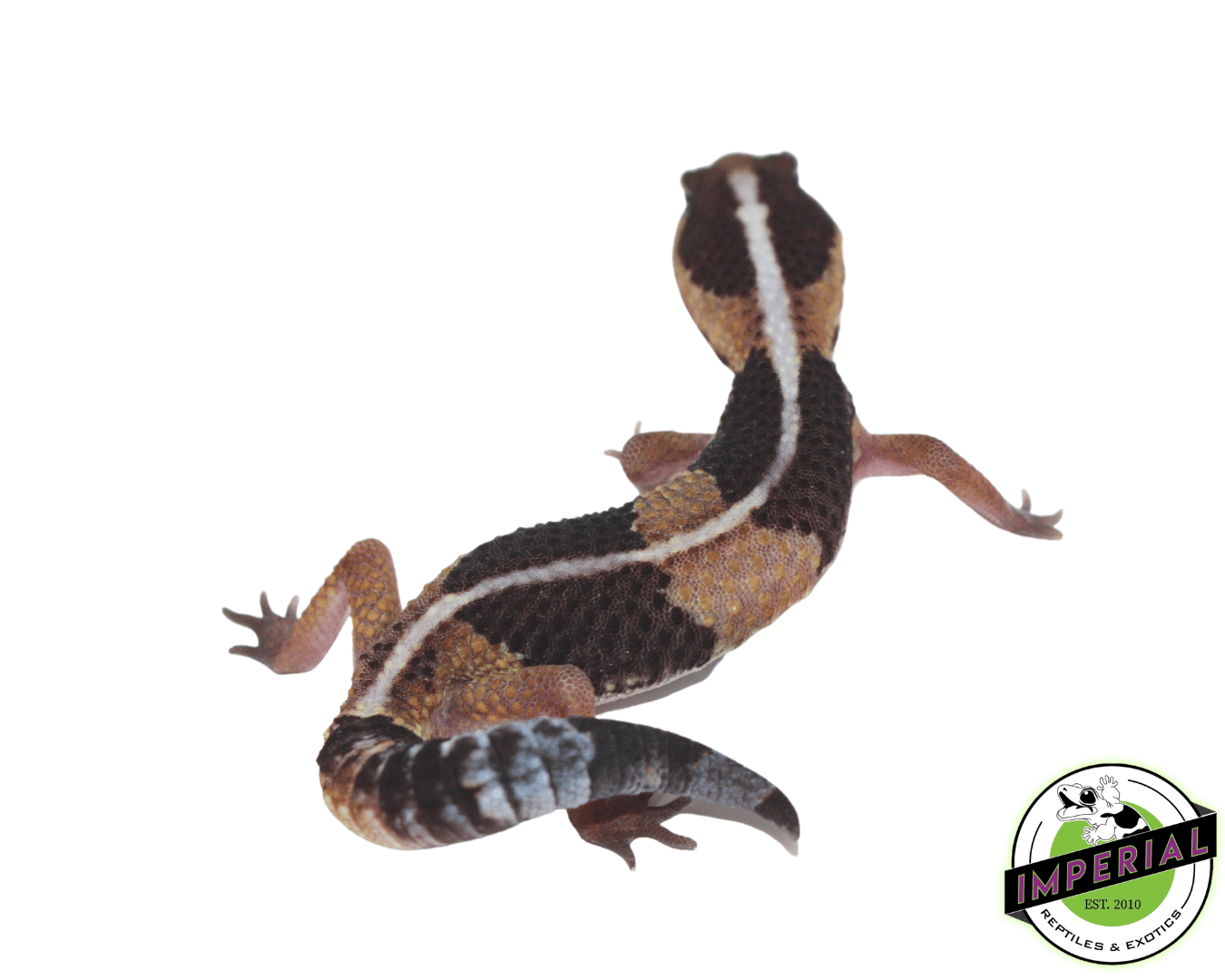 Striped African Fat-Tailed Gecko by Imperial Reptiles & Exotics, LLC