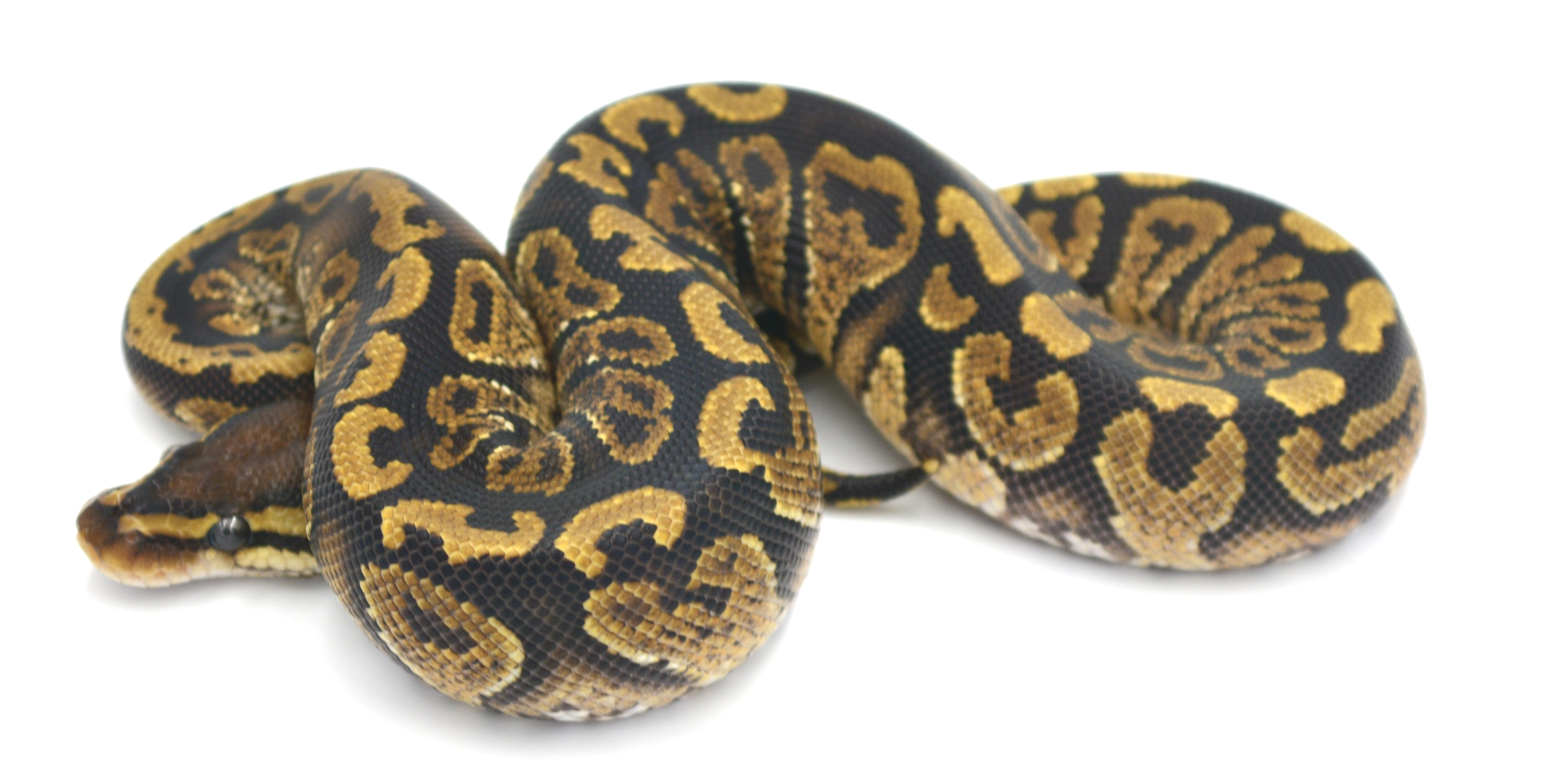 Paint Ball Python by Wreck Room Snakes