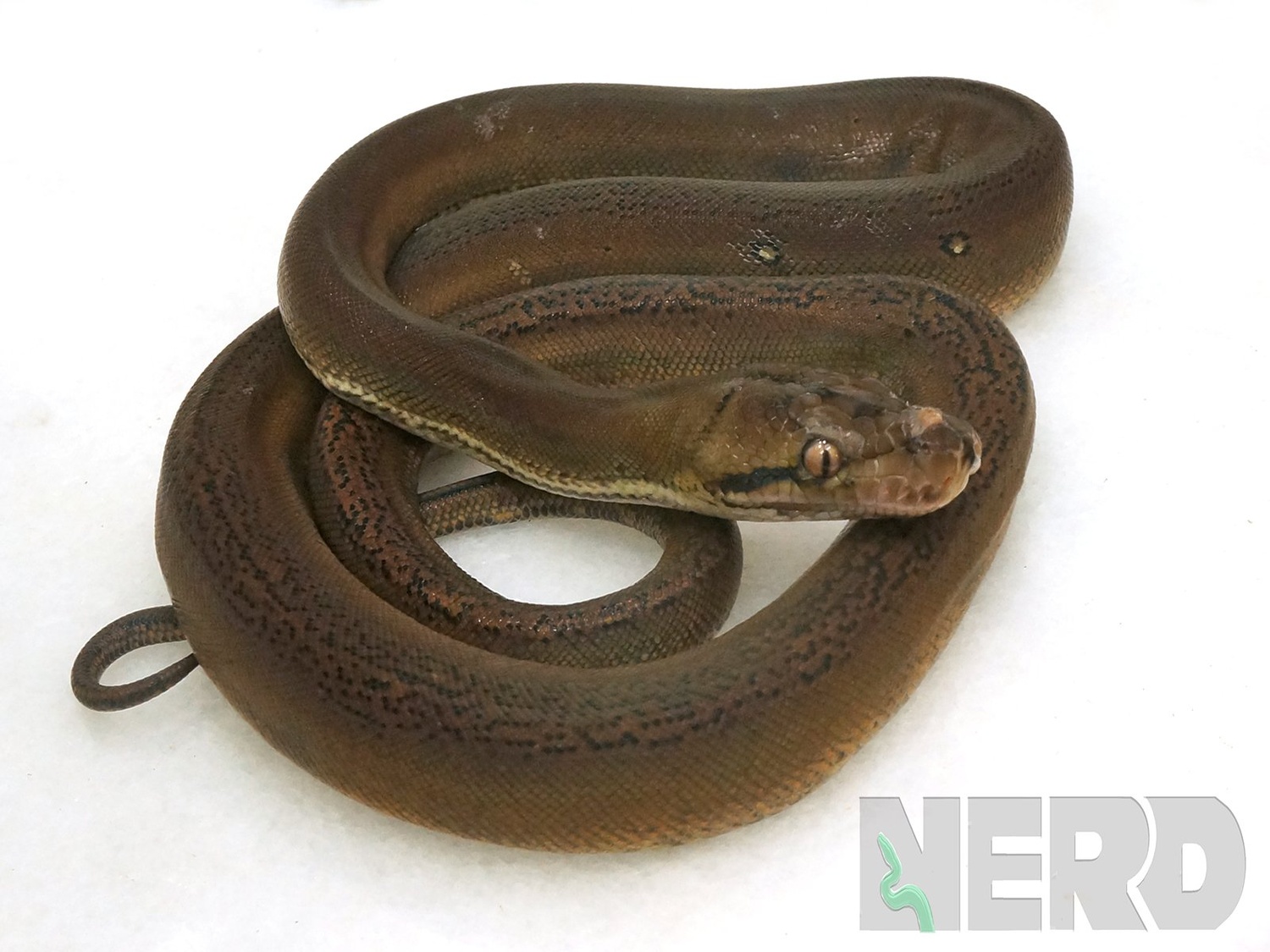 Goldenchild Reticulated Python by New England Reptile Distributors