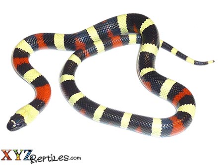 Normal Pueblan Milk Snake by XYZReptiles