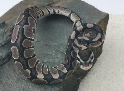 Axanthic VPI By Fishlock Reptiles