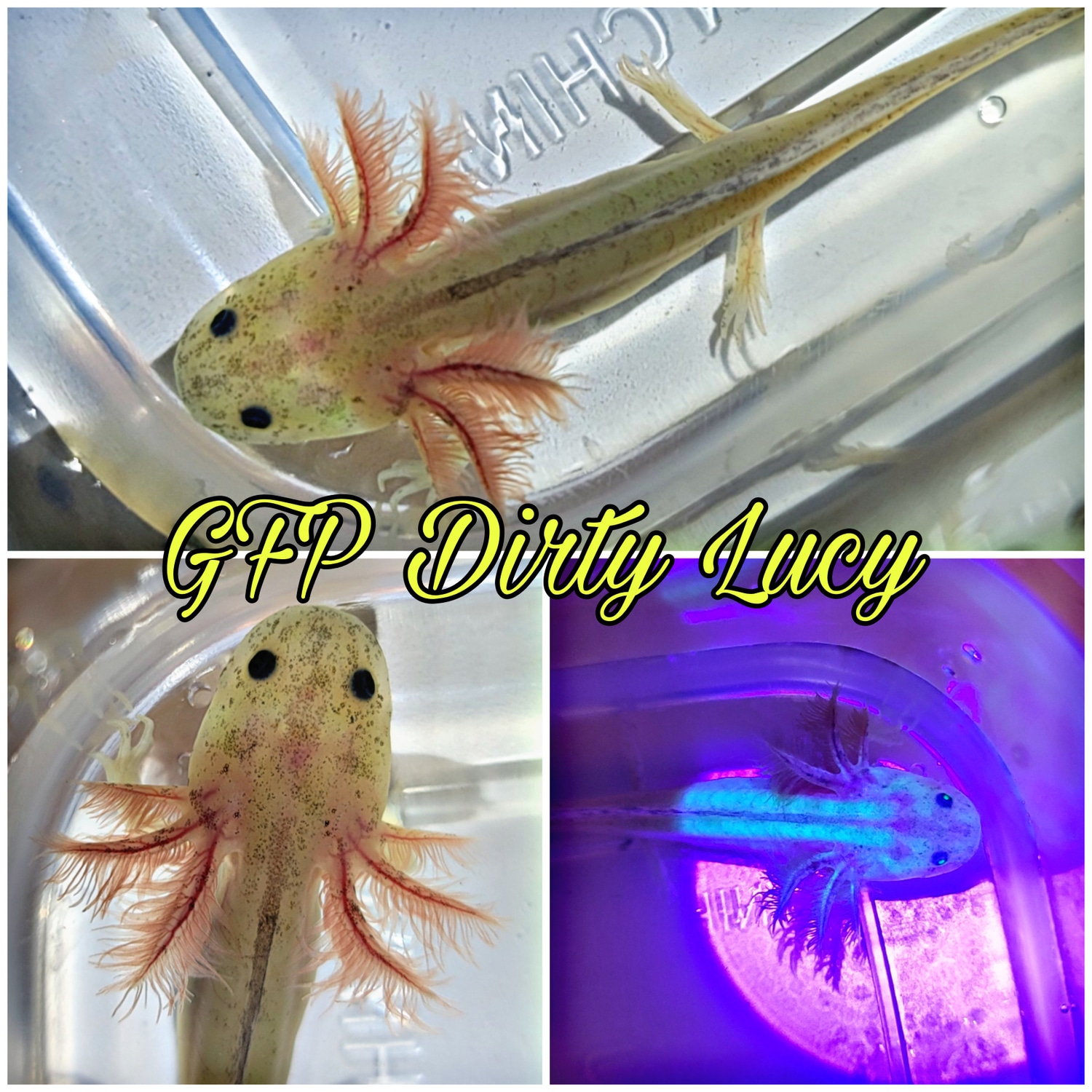 GFP Dirty Lucy's Axolotl by A Lotl Love
