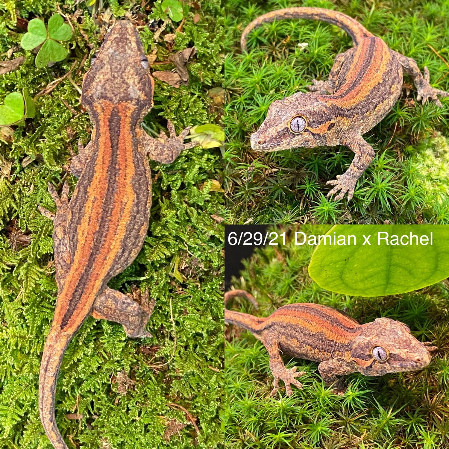 Saturated Red Orange Stripe Out Of Damian X Rachel (Phantom Eye) Gargoyle Gecko by Nature Nut Reptiles
