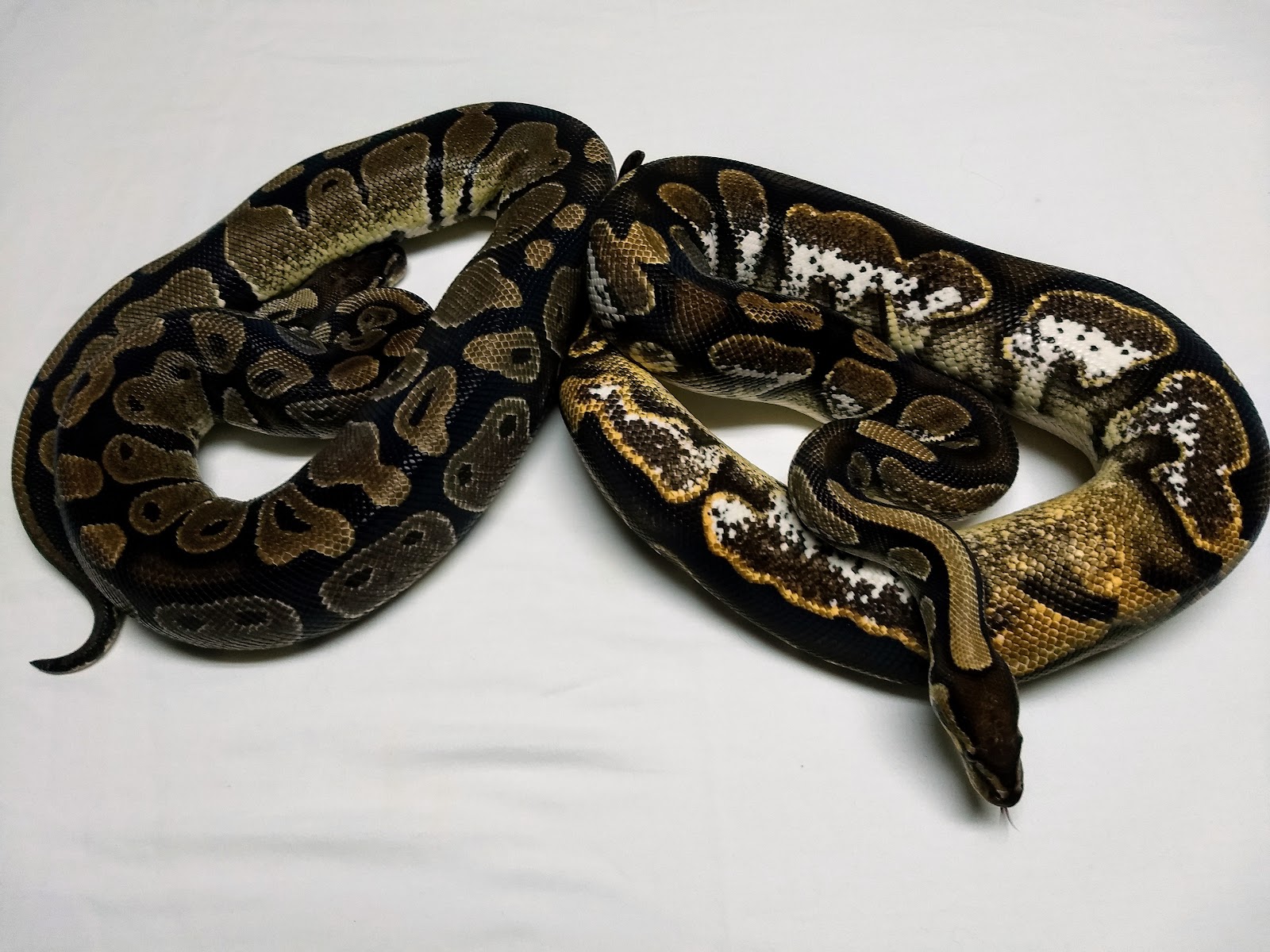 (Left) Normal (right) Calico By Alpine Reptiles
