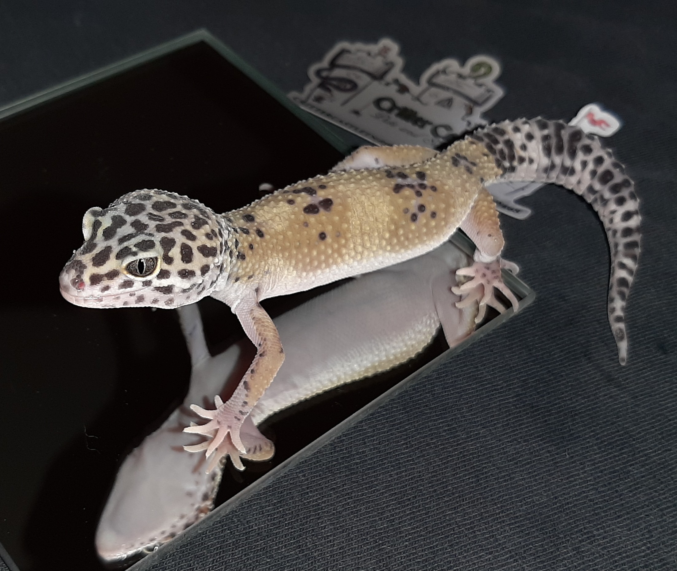Hypo Leopard Gecko by Critter Castle Pets And Supplies