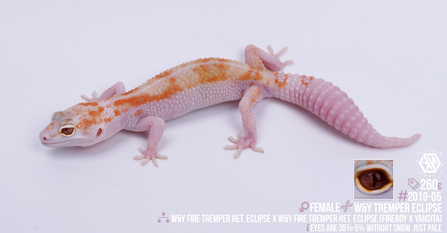 W&Y Tremper Eclipse Leopard Gecko by K&N Exotics